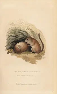 Avellanarius: Common dormouse, Muscardinus avellanarius