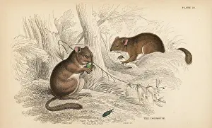 Avellanarius: Common dormouse, Muscardinus avellanarius