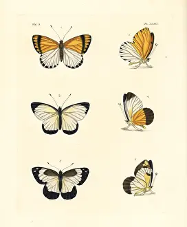 Ventral: Common dotted border, western dotted border