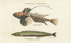 Pantologia: Common dragonet, Callionymus lyra, and lesser