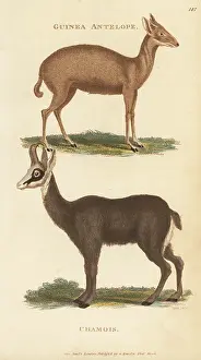 G. Kearsley: Common duiker and Alpine chamois