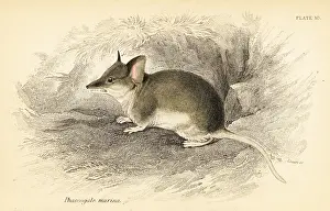 Steel Engraving: Common dunnart, Sminthopsis murina