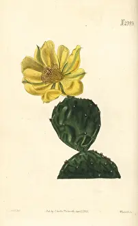 Opuntia: Common dwarf Indian fig, Cactus opuntia
