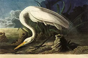 Storks: Common Egret, Casmerodius albus