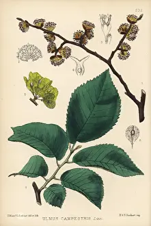 Campestris: Common elm, Ulmus campestris