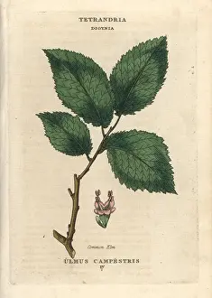 Glabra: Common elm, Ulmus glabra