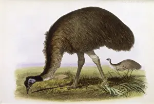 Novae: COMMON EMU