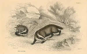 Naturalists: Common or Eurasian Badger (Meles meles), mammal