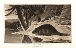 Zoography: Common Eurasian beaver, Castor fiber, near a riverbank