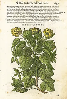 Arborea: Common or European ivy, Hedera helix
