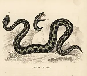 Adder: Common European viper or adder, Vipera berus