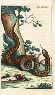 Wilhelms: Common European viper or adder, Vipera berus