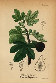 Artus: Common fig, Ficus carica