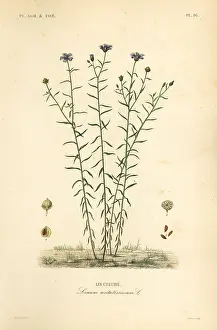 Linum: Common flax or linseed, Linum usitatissimum