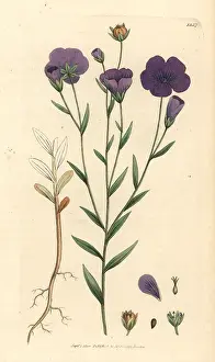 Linum: Common flax, Linum usitatissimum