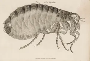 Fleas: Common flea