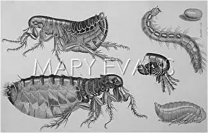 Fleas: Common flea