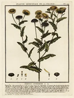 Dysentery: Common fleabane, Pulicaria dysenterica