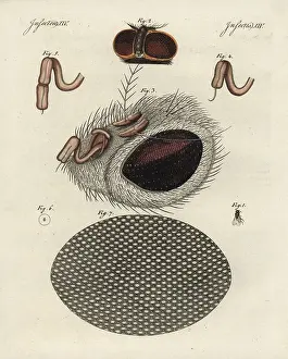Bertuchs: Common fly, Musca domestica, head, proboscis and cornea