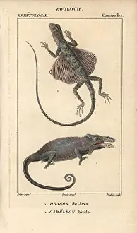 Volans: Common flying dragon, Draco volans, and two-horned