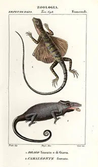 Gigas: Common flying dragon and two-horned chameleon