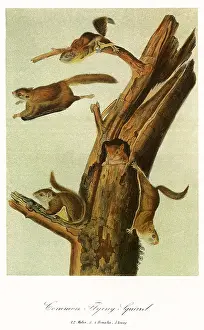 Leap: Common Flying Squirrels
