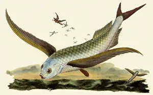 Volitans: Common Flyingfish, Exocoetus volitans