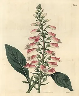 Wooly: Common foxglove, Digitalis purpurea