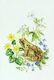 Margery: Common Frog with wild flowers
