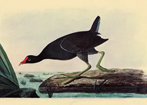 Gallinule: Common Gallinule, Gallinula chloropus