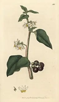 Solanum: Common or garden nightshade, Solanum nigrum