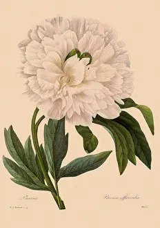 Officinalis: Common Garden Peony