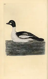 Clangula: Common goldeneye, Bucephala clangula
