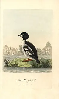 Clangula: Common goldeneye, Bucephala clangula