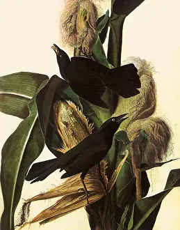 Perches: Common Grackle