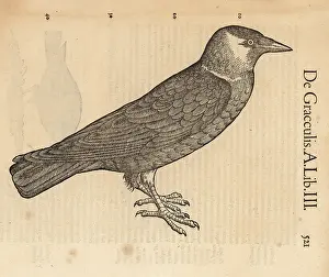 Xylograph: Common grackle, Quiscalus quiscula