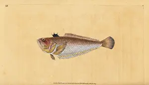 Weever: Common or greater weever, Trachinus draco