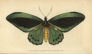 Birdwing: Common green birdwing butterfly, Ornithoptera priamus
