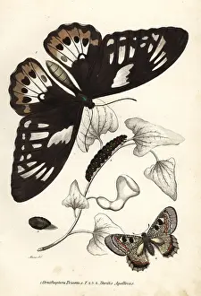 Birdwing: Common green birdwing and false apollo butterflies