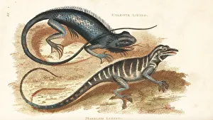 Marmorata: Common green forest lizard and many-colored bush anole