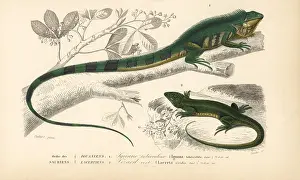 Iguana: Common green iguana and green lizard
