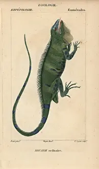 Iguana: Common green iguana, Iguana iguana