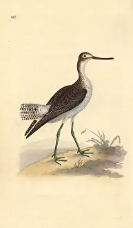 Tringa: Common greenshank, Tringa nebularia