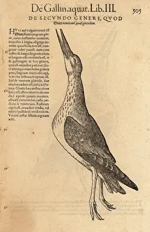 Xylograph: Common greenshank, Tringa nebularia