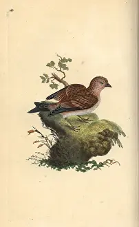 Carduelis: Common grey linnet, Carduelis cannabina