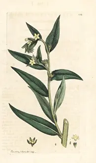 Lithospermum: Common gromwell, Lithospermum officinale