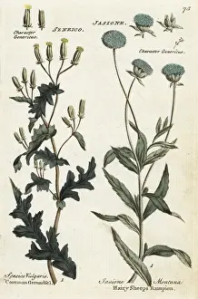 Principally: Common groundsel and hairy sheeps rampion
