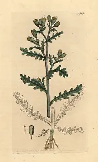 Groundsel: Common groundsel, Senecio vulgaris