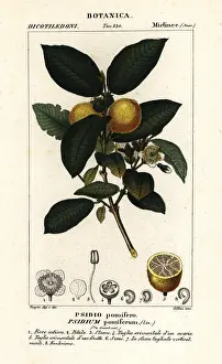 Stanghi: Common guava, Psidium guajava