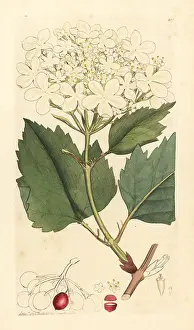 Viburnum: Common guelder rose or water elder tree, Viburnum opulus